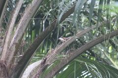 Campylorhynchus chiapensis