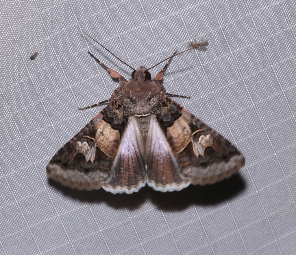 Melipotis novanda
