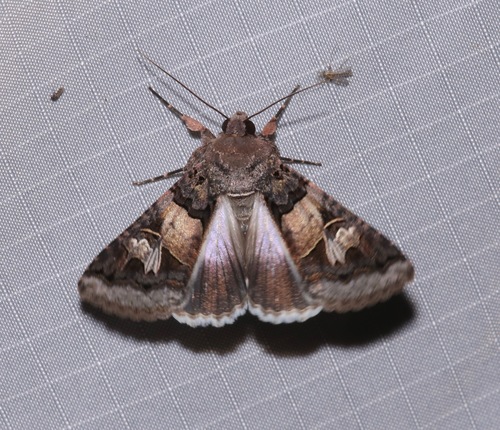 Melipotis novanda