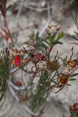 Lampranthus fergusoniae