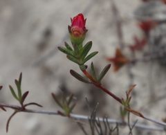 Lampranthus fergusoniae