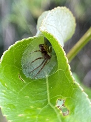Philodromus cespitum