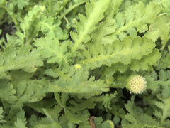 Leptinella potentillina