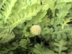 Leptinella potentillina