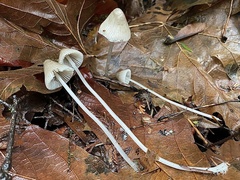 Mycena robusta