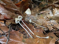 Mycena robusta