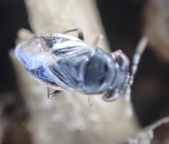 Geocoris uliginosus