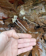 Mycena robusta