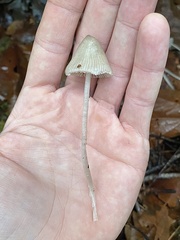 Mycena robusta