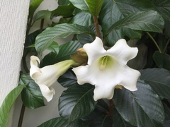 Beaumontia grandiflora