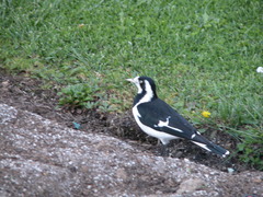 Grallina cyanoleuca