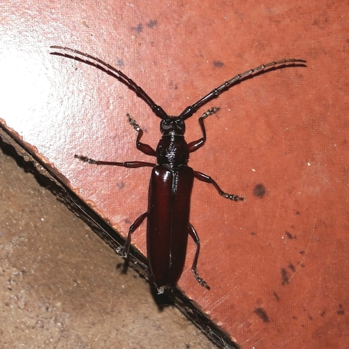 Coleoxestia spinipennis · iNaturalist