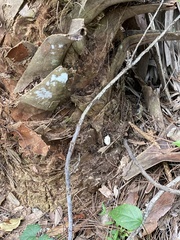 Hypomyces chrysospermus