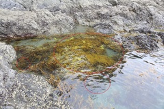 Carpophyllum plumosum