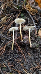 Mycena quiniaultensis