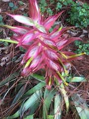 Tillandsia prodigiosa