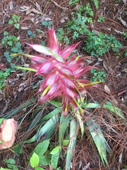 Tillandsia prodigiosa