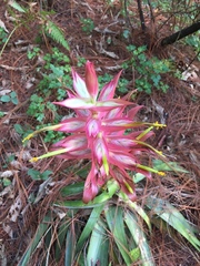Tillandsia prodigiosa