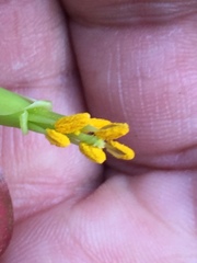 Tillandsia prodigiosa