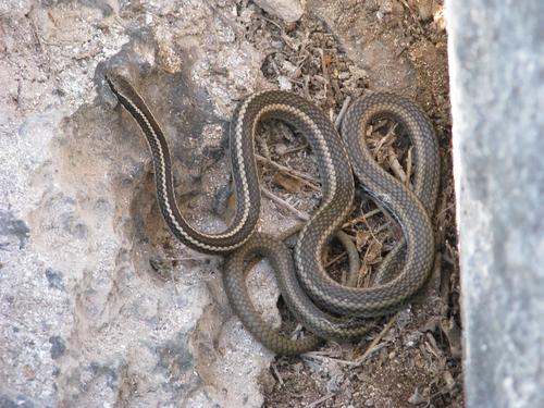 Santa Cruz Racer, Pseudalsophis dorsalis