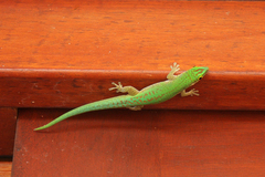 Phelsuma sundbergi longinsulae