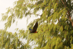 Pteropus seychellensis seychellensis