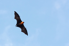 Pteropus seychellensis seychellensis