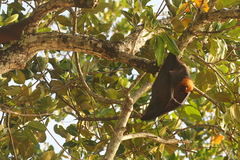 Pteropus seychellensis seychellensis