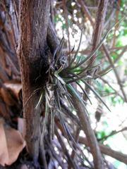 Tillandsia recurvata