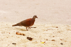 Nesoenas picturatus