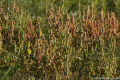Rumex persicarioides