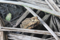 Incilius canaliferus
