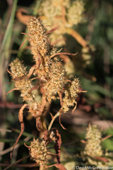 Rumex persicarioides
