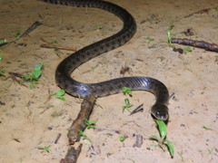 Helicops leopardinus