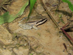 Leptodactylus elenae