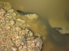 Helicops leopardinus