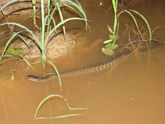Helicops leopardinus