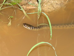 Helicops leopardinus