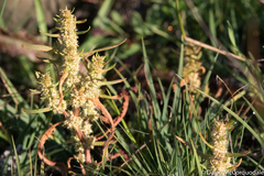 Rumex persicarioides