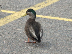 Anas rubripes × platyrhynchos