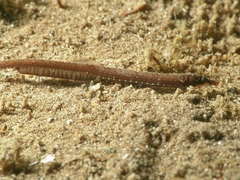 Festucalex kulbickii