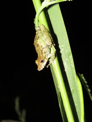 Scinax garbei