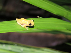 Dendropsophus riveroi