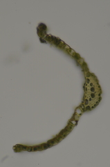 Dicranella varia