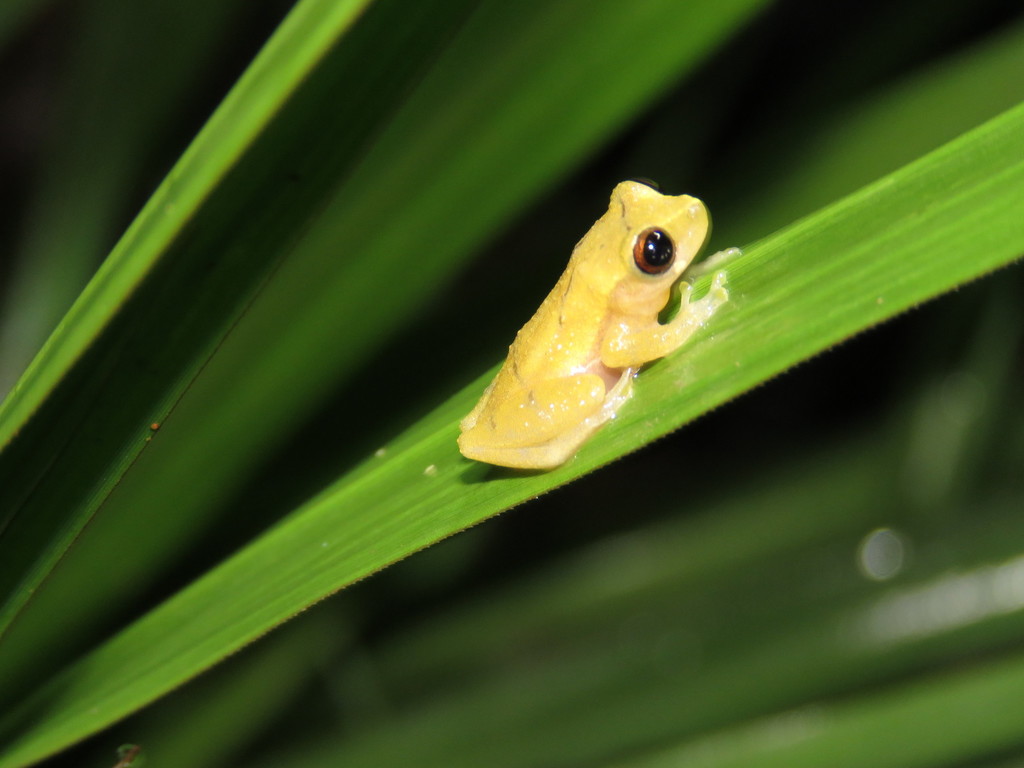 Rivero's Amazon Treefrog