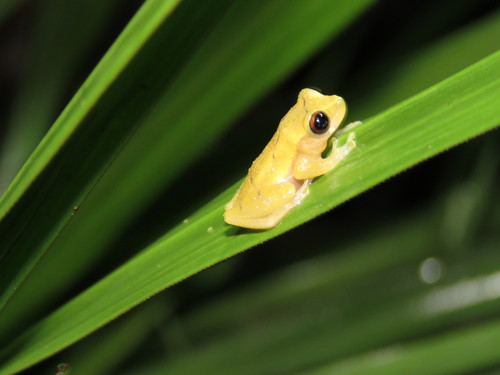 Rivero's Amazon Treefrog