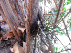Tillandsia recurvata