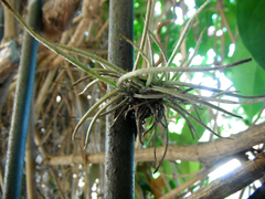 Tillandsia recurvata