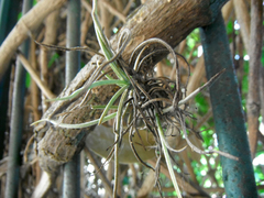 Tillandsia recurvata