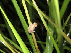 Dendropsophus riveroi